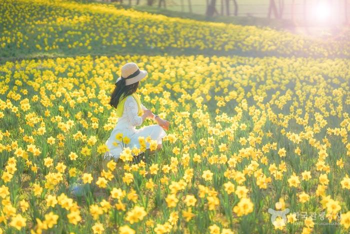 2024 섬 수선화 축제 기본 일정과 소개