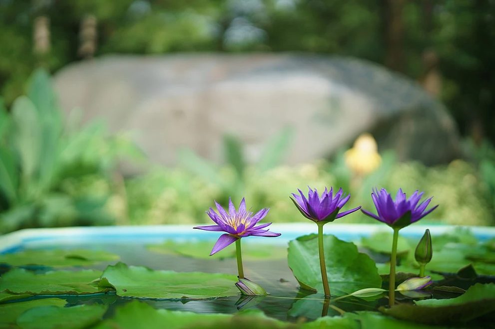 한림공원 연꽃축제