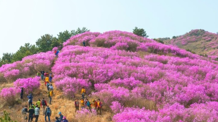 여수영취산진달래트레킹사진