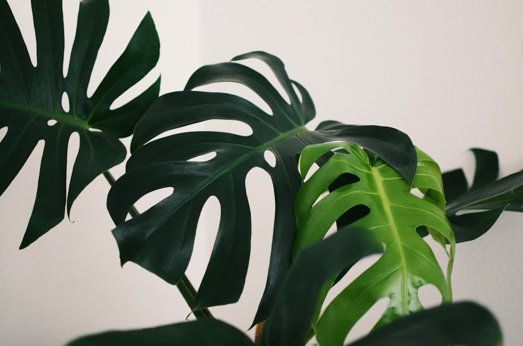 Plant.