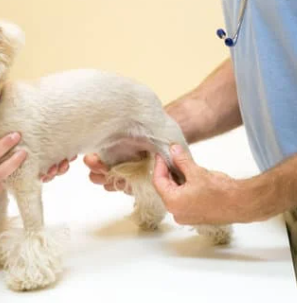 강아지 슬개골 탈구 증상, 수술 비용과 예방까지 한 번에 정리