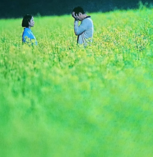 고창 청보리밭 실시간 개화 상황