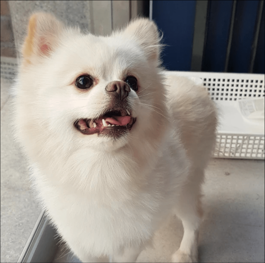 강아지