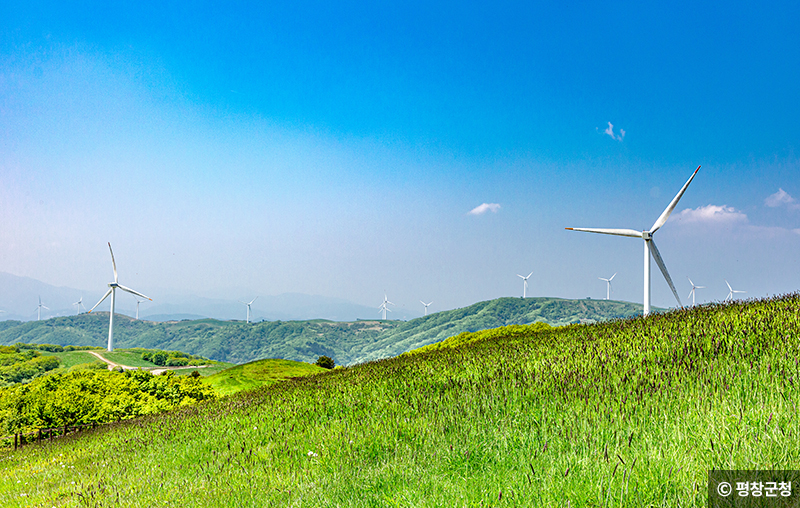 강원 평창 대관령으로 떠나는 무해한 여행
