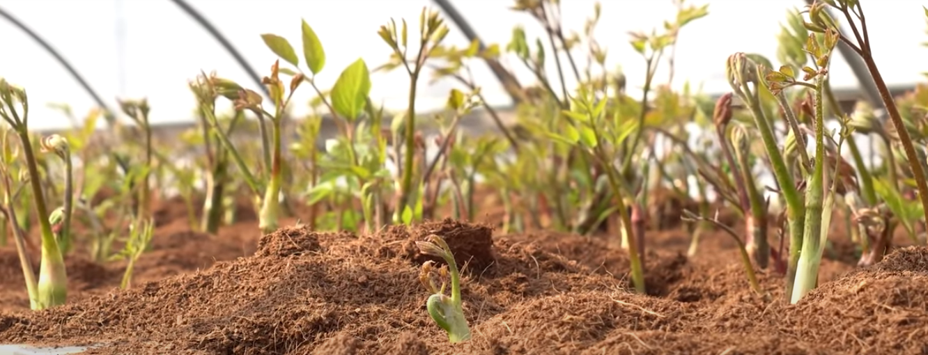 남부지방 땅두릅 재배법