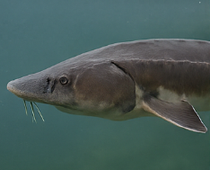 철갑상어 콘드로이친