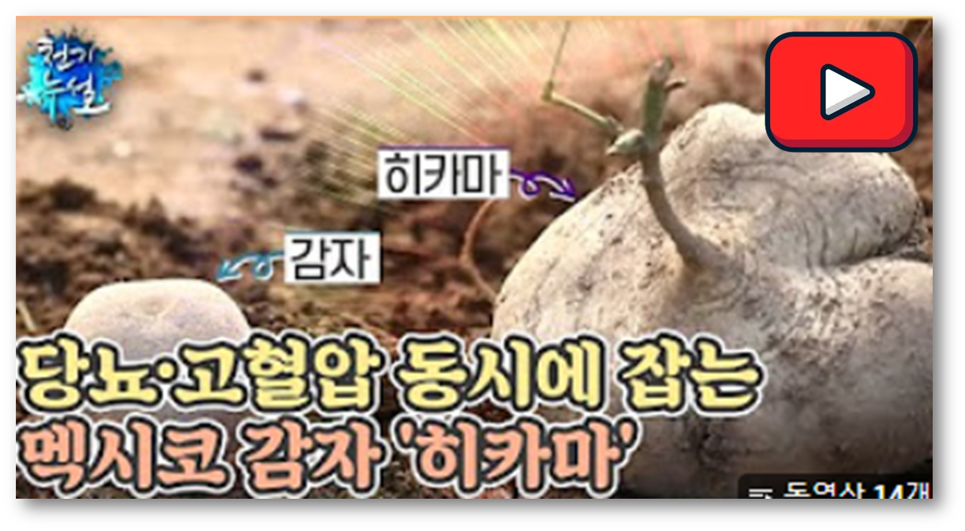 히카마 효능