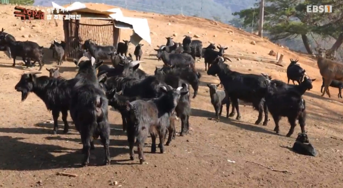 극한직업 밥주는 민박집