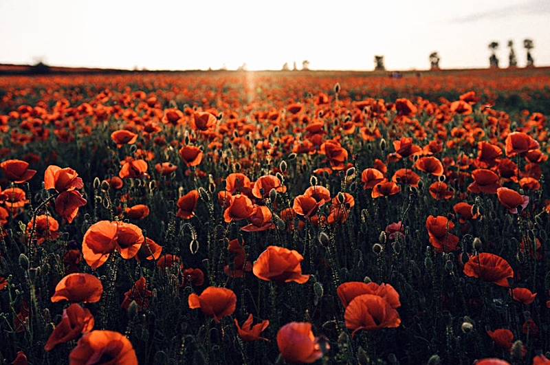 6월-국내-여행지-꽃축제-모습