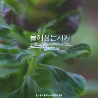 중부지방 들깨 파종시기 및 재배법 농사 팁 정리_23