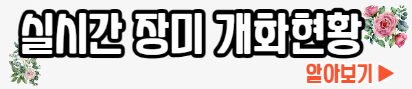실시간 장미 개화현황