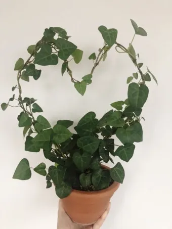 아이비 물주기 수경재배 삽목번식 빛관리 초보도 금방 성공_9