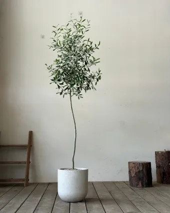 올리브 나무 키우는법 5가지 치명적 실수와 해결책 총정리를 안내_17