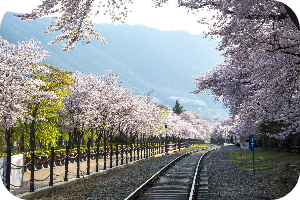 경화역 벚꽃길 이미지