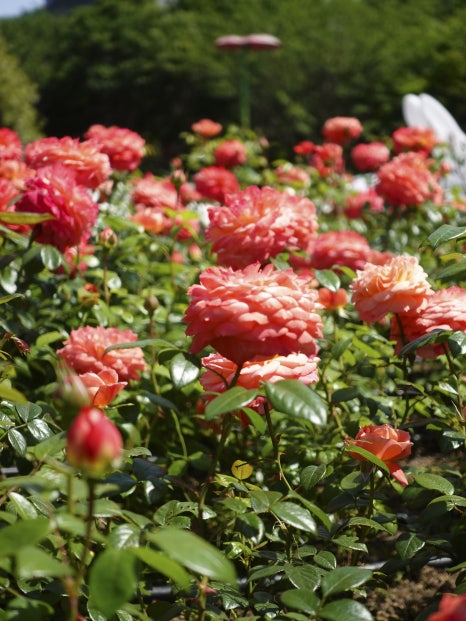 부산 정관 윗골공원