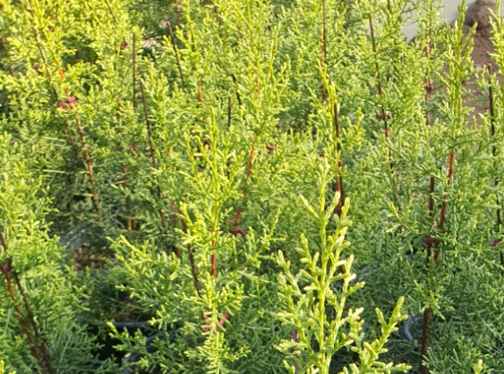 썰프레아 이미지