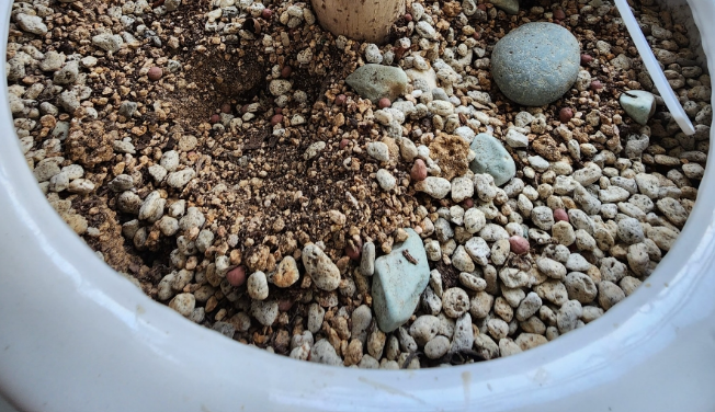 뱅갈고무나무 과습 확인방법