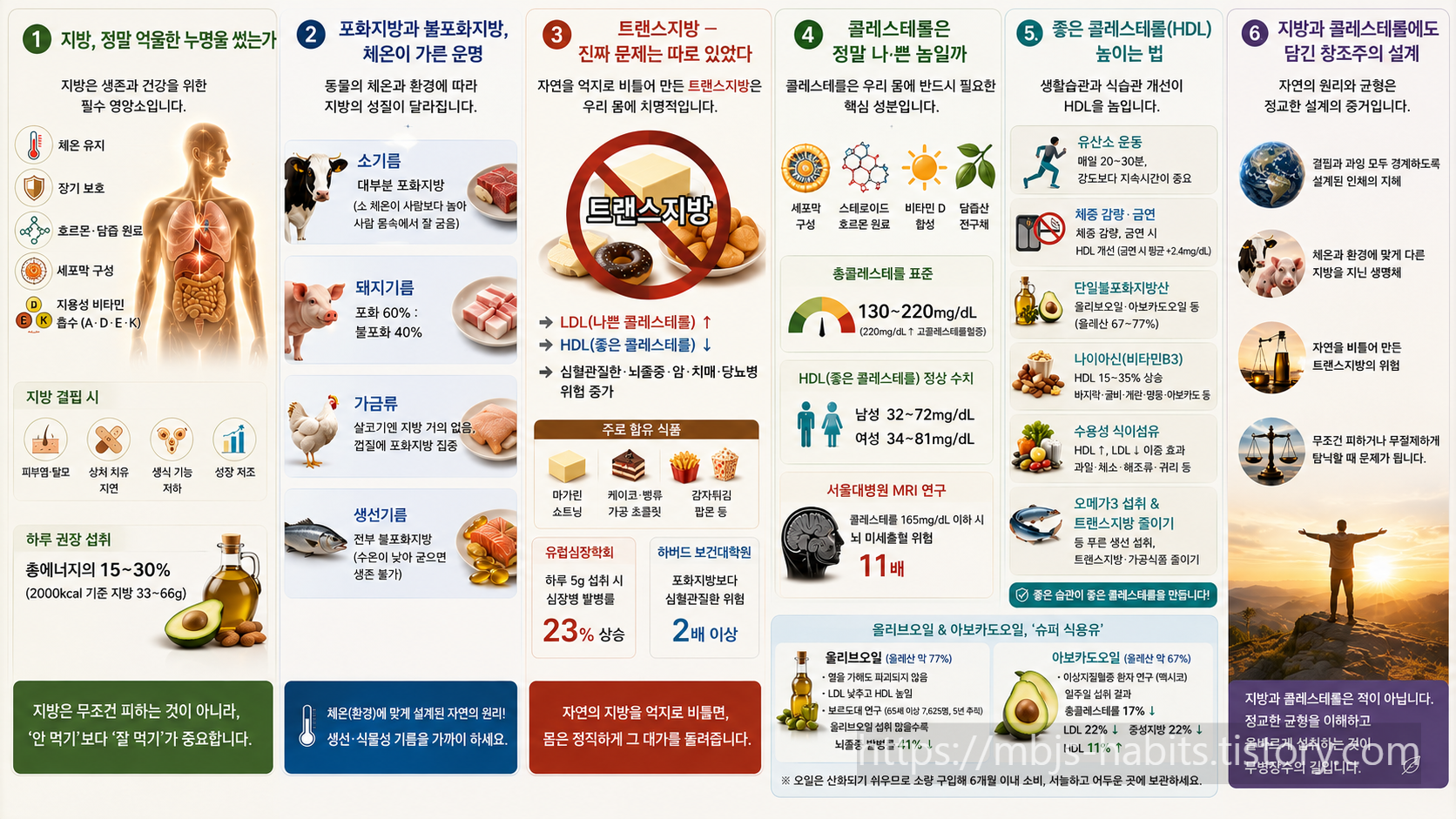 지방과 콜레스테롤의 역할과 차이를 설명하는 6개 섹션 구성의 인포그래픽으로, 인체 내부 구조, 동물 지방 비교, 트랜스지방 경고, 콜레스테롤 기능, 좋은 콜레스테롤 증가 방법, 그리고 균형 잡힌 섭취의 중요성을 시각적으로 보여주는 16:9 건강 포스터 이미지.