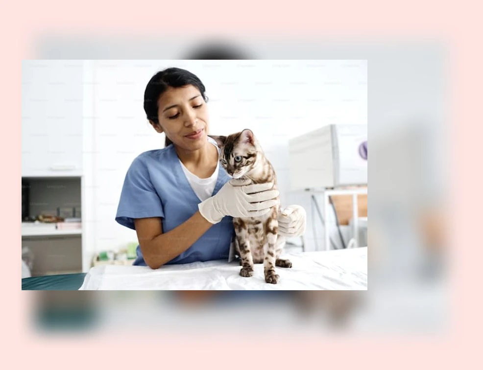 고양이 방광염 관리_1_subsection