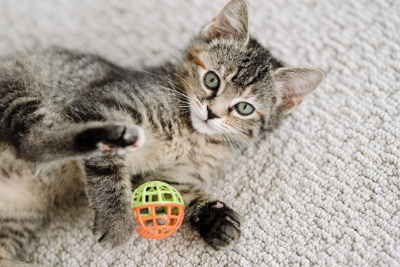 방울 장난감을 가지고 노는 고양이