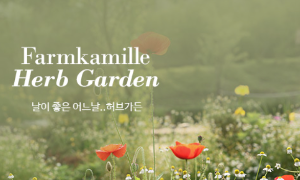 태안 튤립 축제 기간