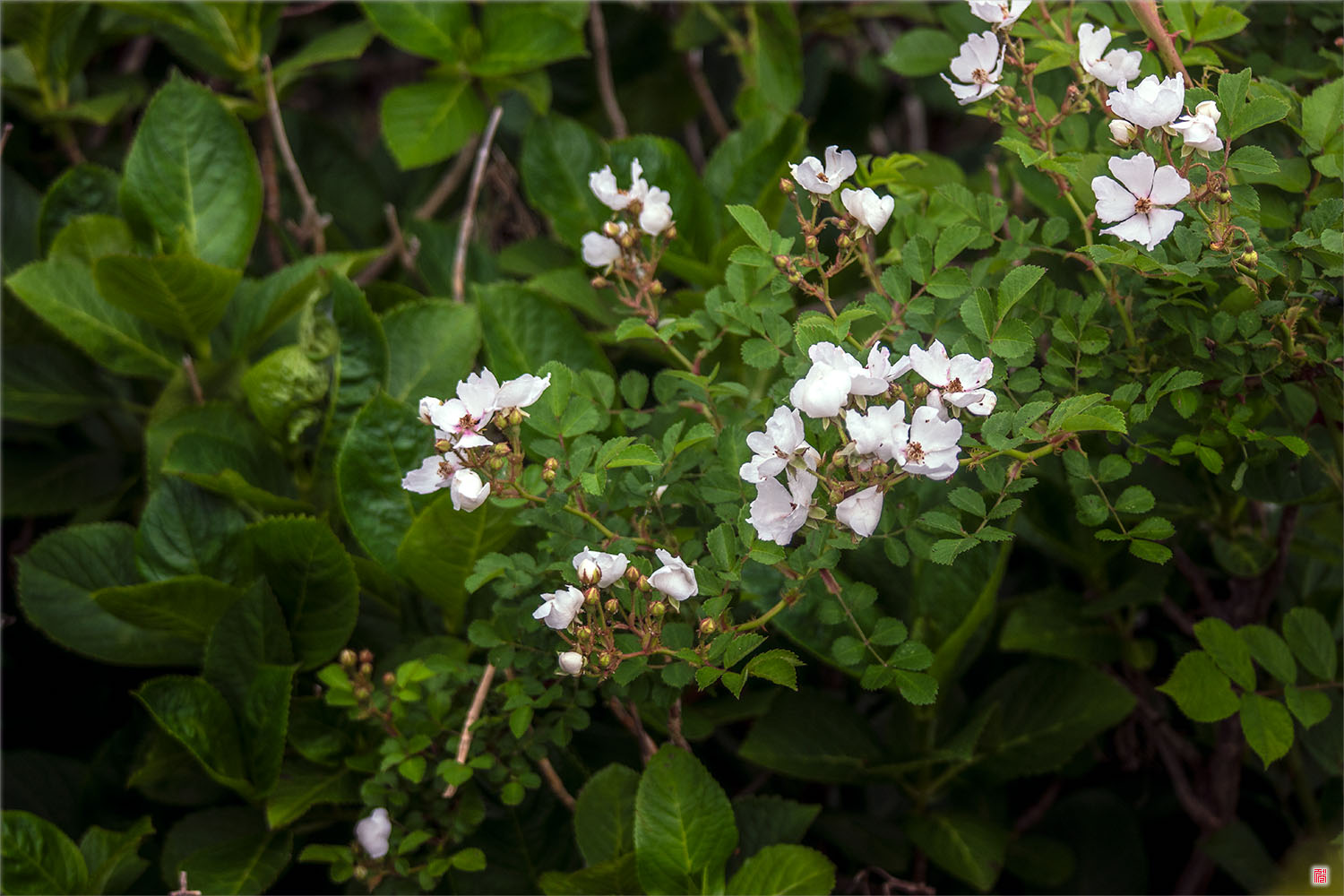 우도등대 찔레꽃
