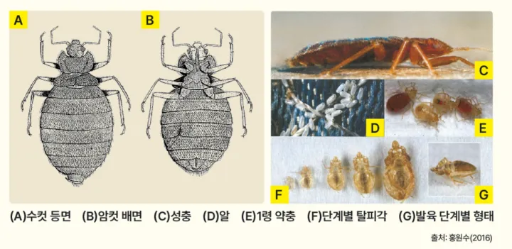 빈대와 흔적의 사진