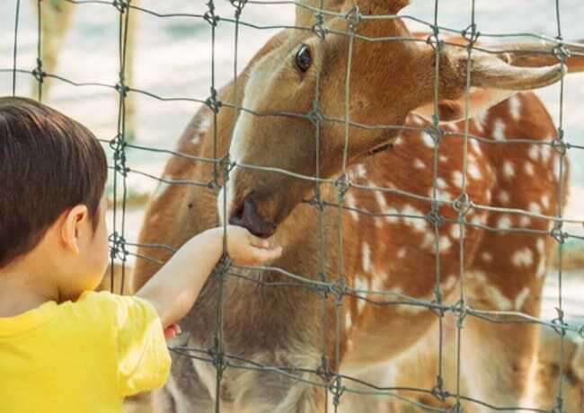 서울숲 사슴에게 먹이를 주는 아이