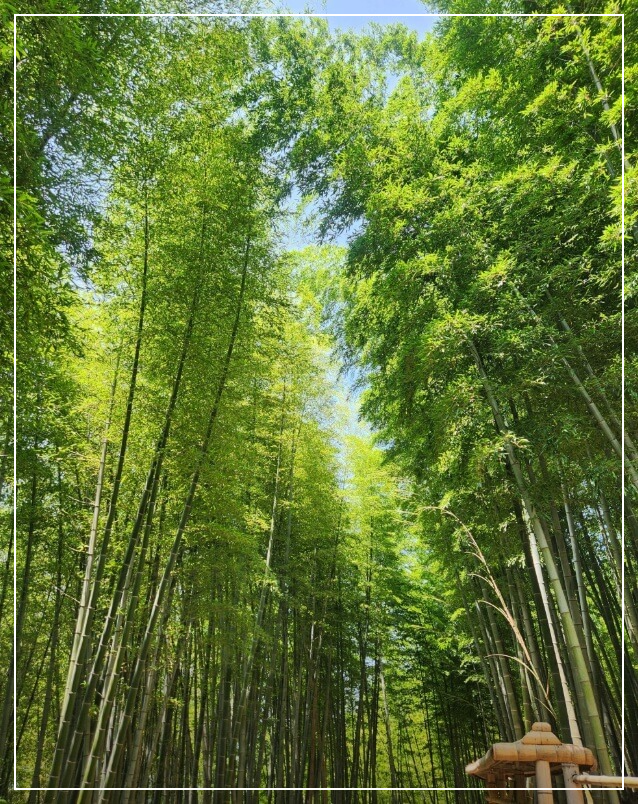 거제도 가볼만한곳 베스트10 거제맹종죽테마파크