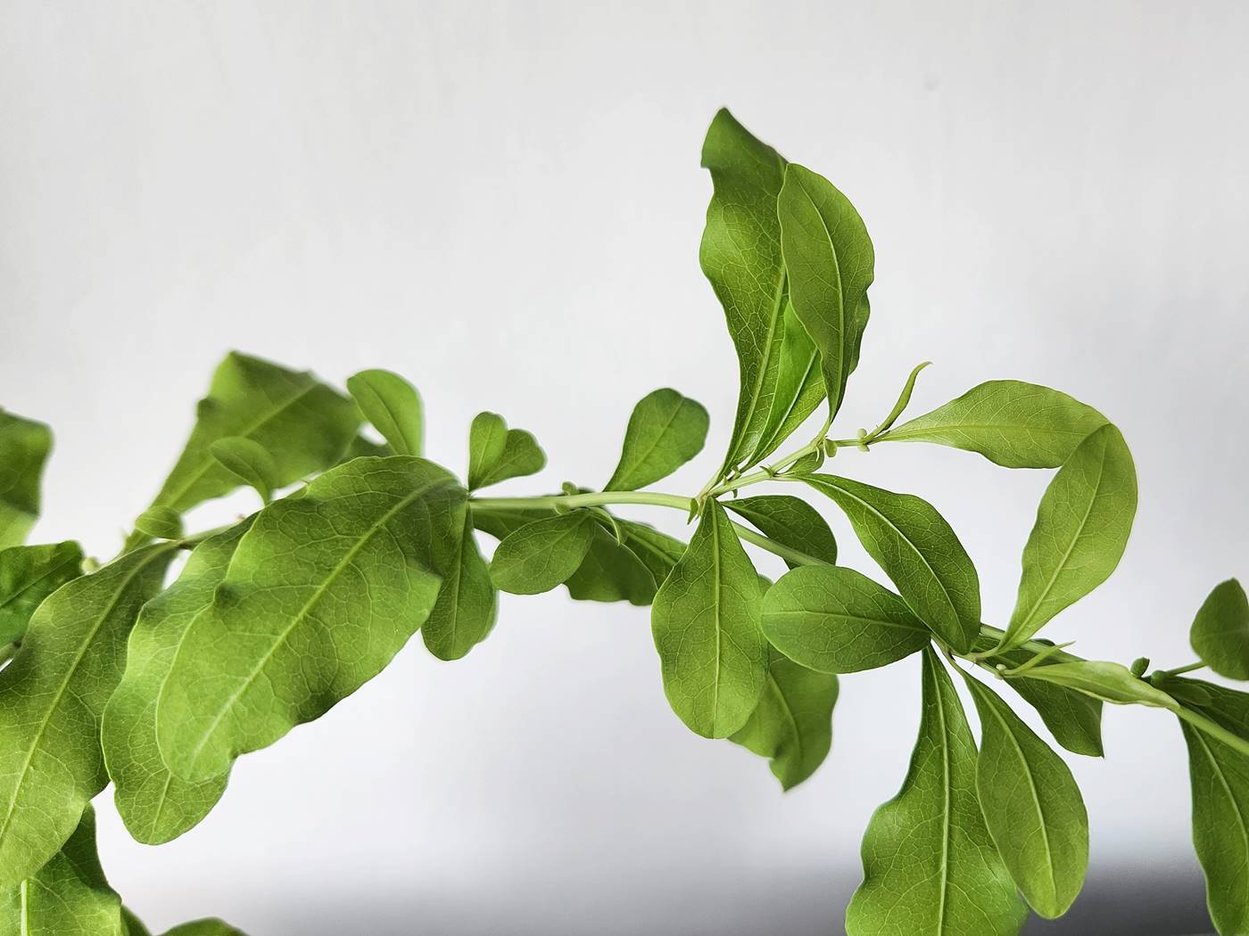 플럼바고 Plumbago