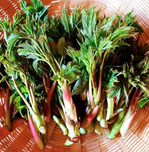 경남 산청 산나물 &lsquo;눈개승마&rsquo; 구매처