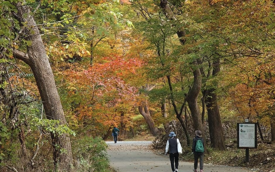 가을 단풍이 물든 보은 속리산 법주사 세조길 산책로