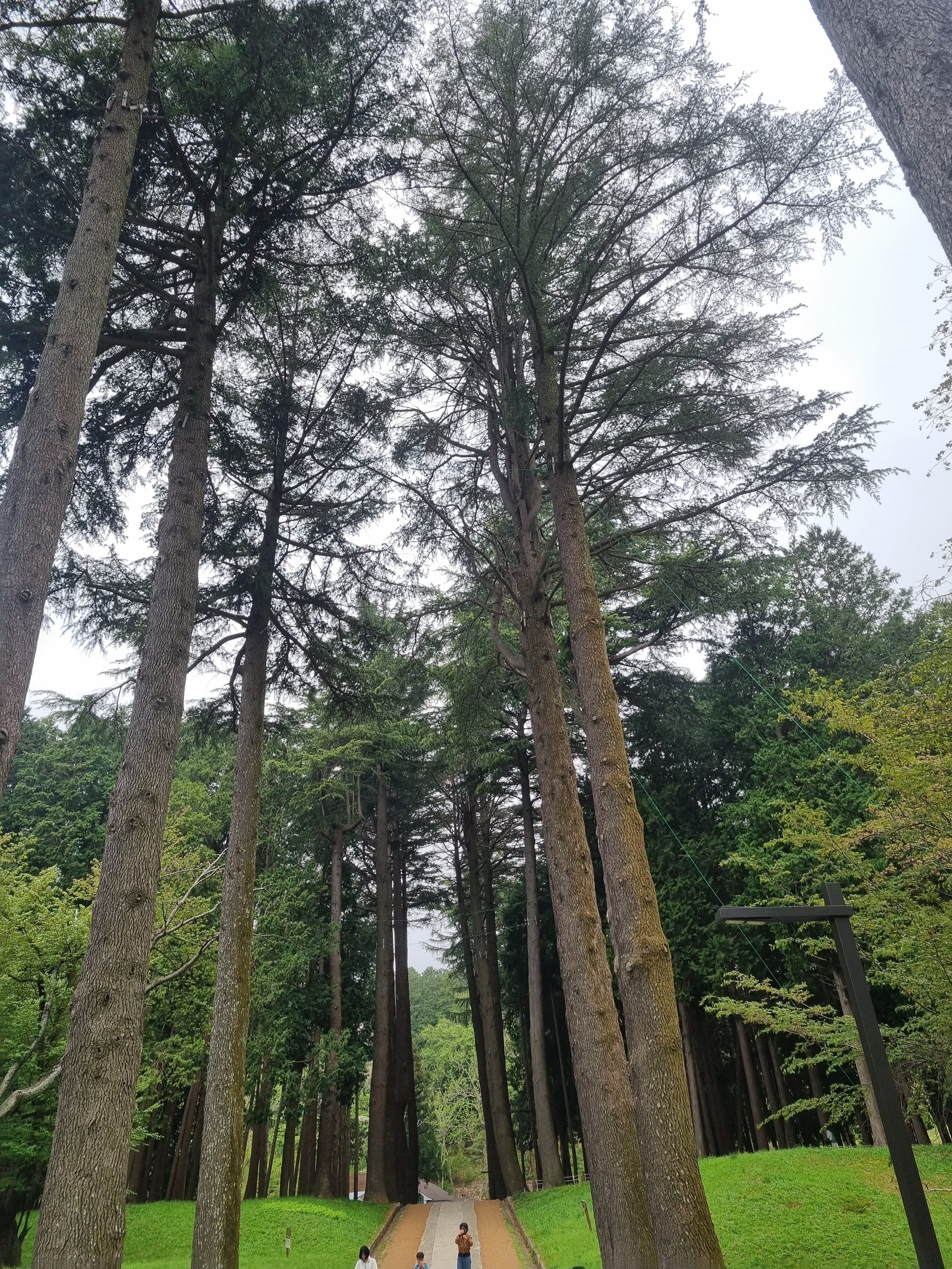 2025년 숲나들이 완벽 가이드