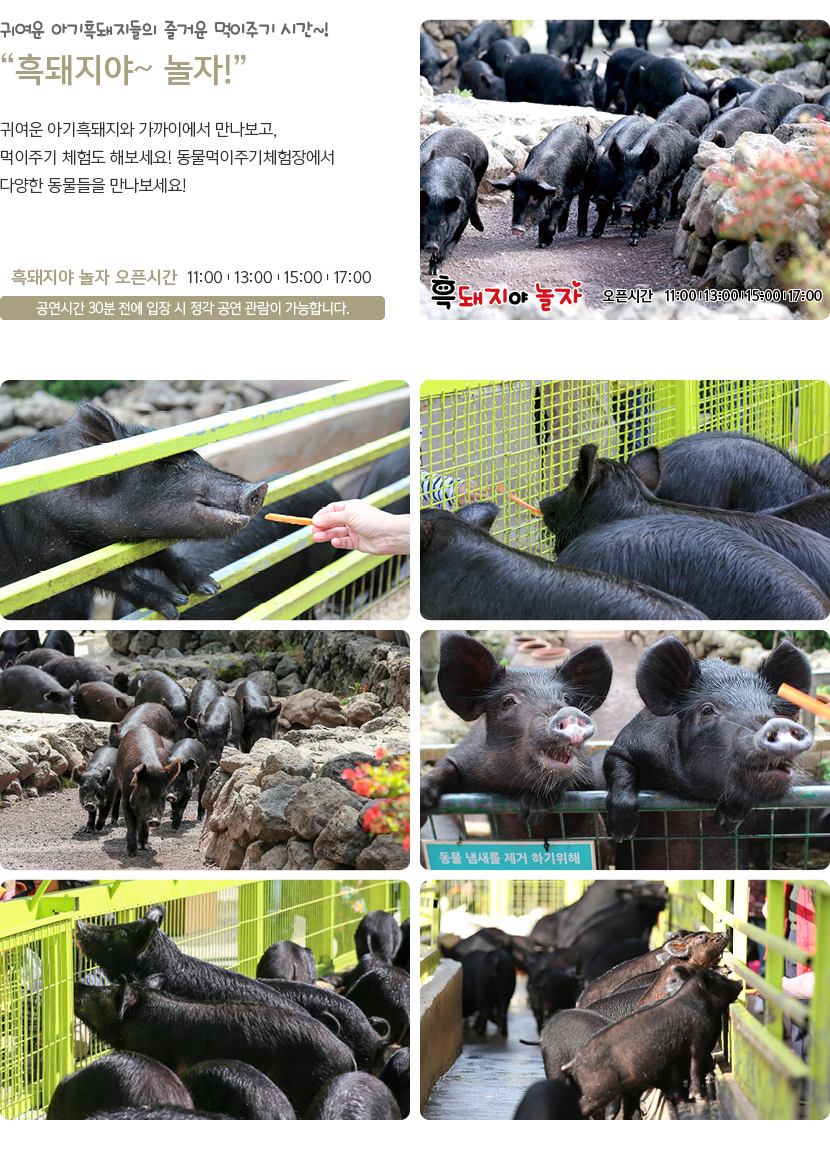 휴애리 여름 수국축제