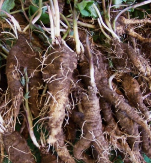 더덕 효능과 부작용 고르는법 칼로리 갱년기