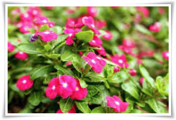 정원 "일일초 키우기" 여름을 환하게 밝히는 정원의 보석!