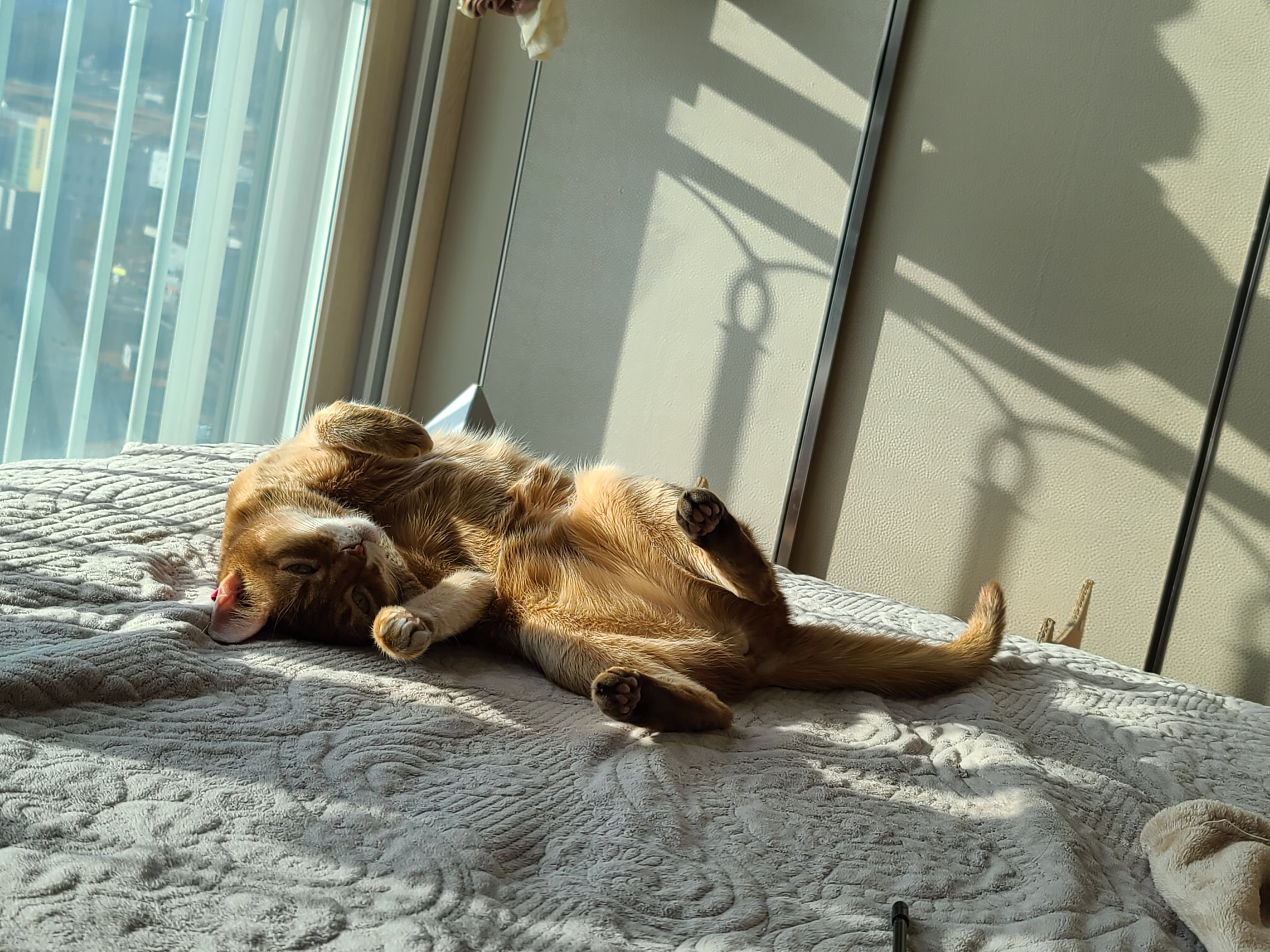 새해첫날고양이