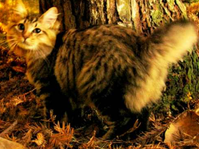 아메리칸 밥 테일