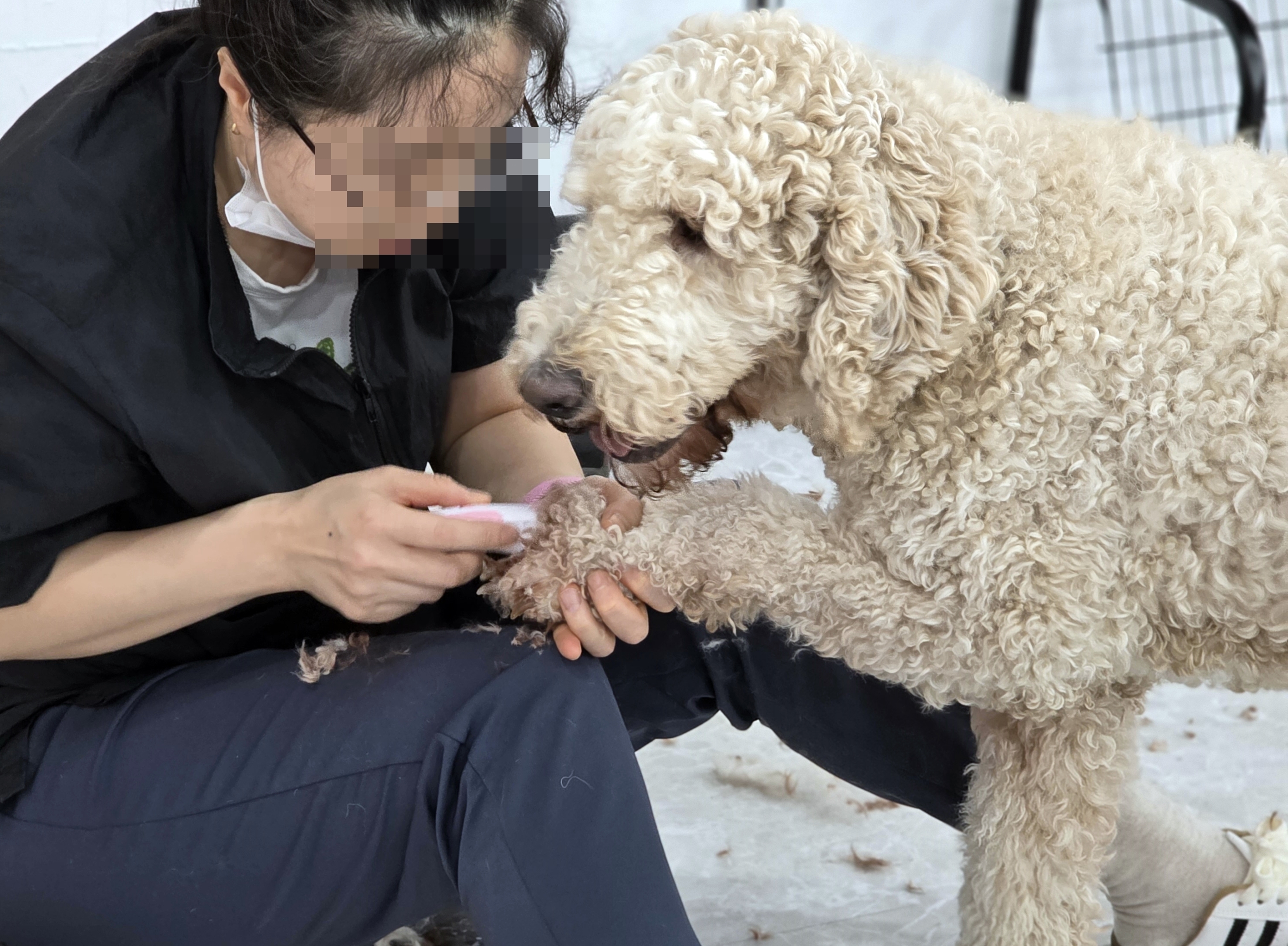 광진구애견미용사