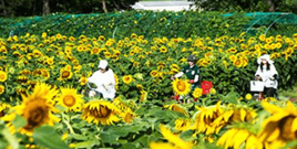 강주 해바라기 축제