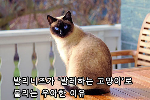 발리니즈가 &lsquo;발레하는 고양이&rsquo;로 불리는 우아한 이유