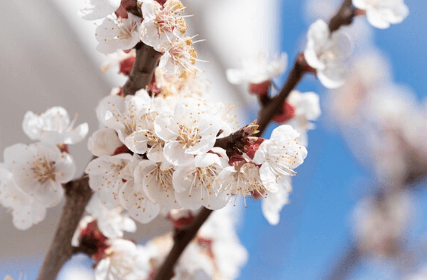 서울 벚꽃명소 추천 BEST 10+ 데이트 코스