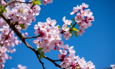 벚꽃 이미지입니다.