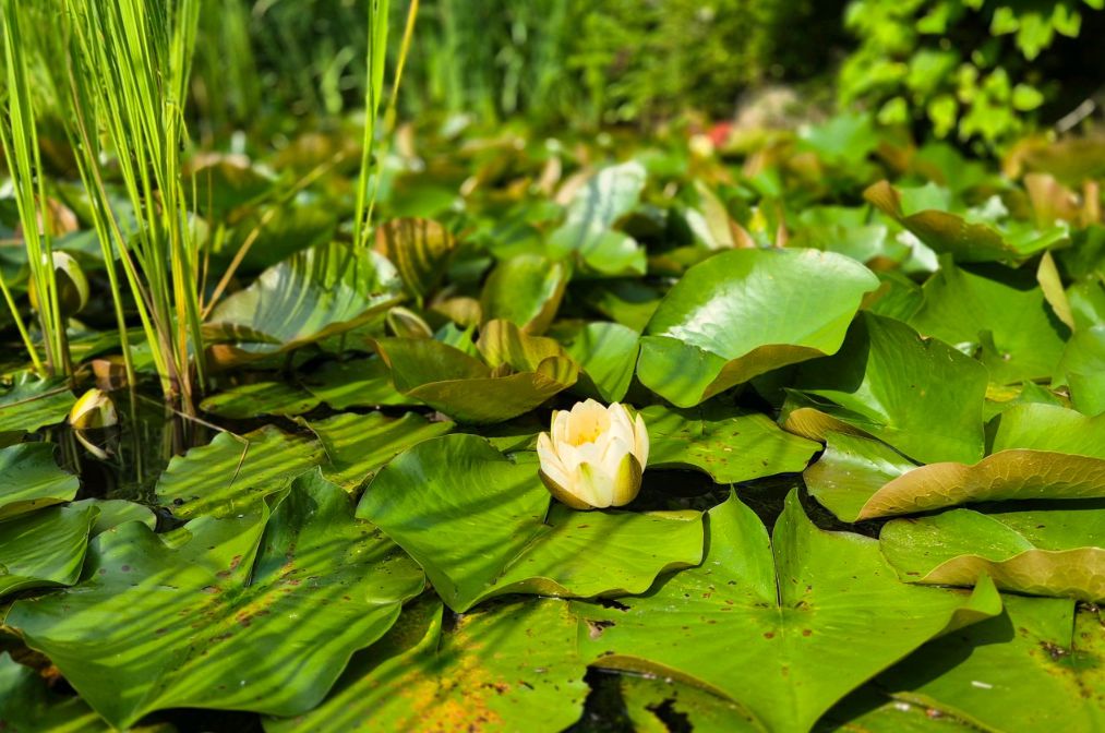 깊은산속옹달샘