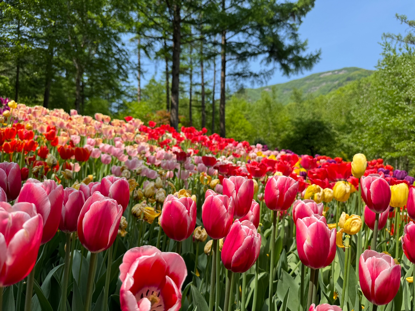 아침고요수목원