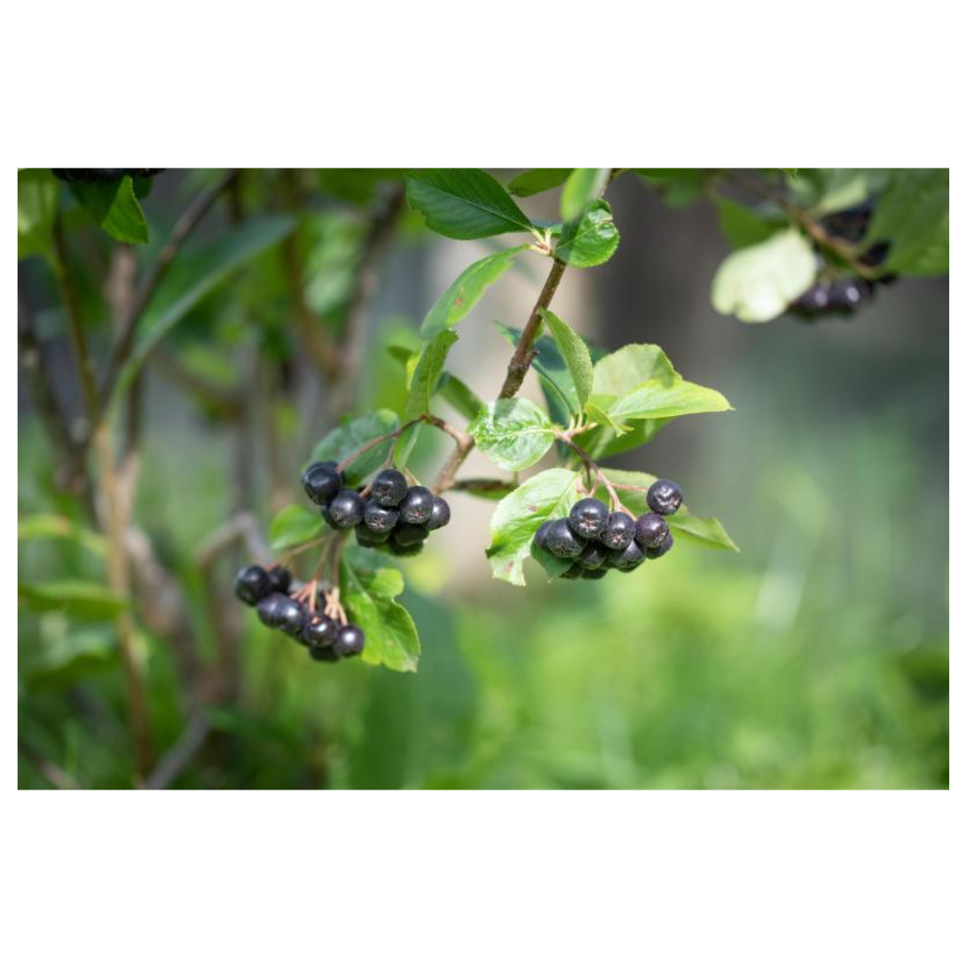 아로니아와 관련된 사진입니다.