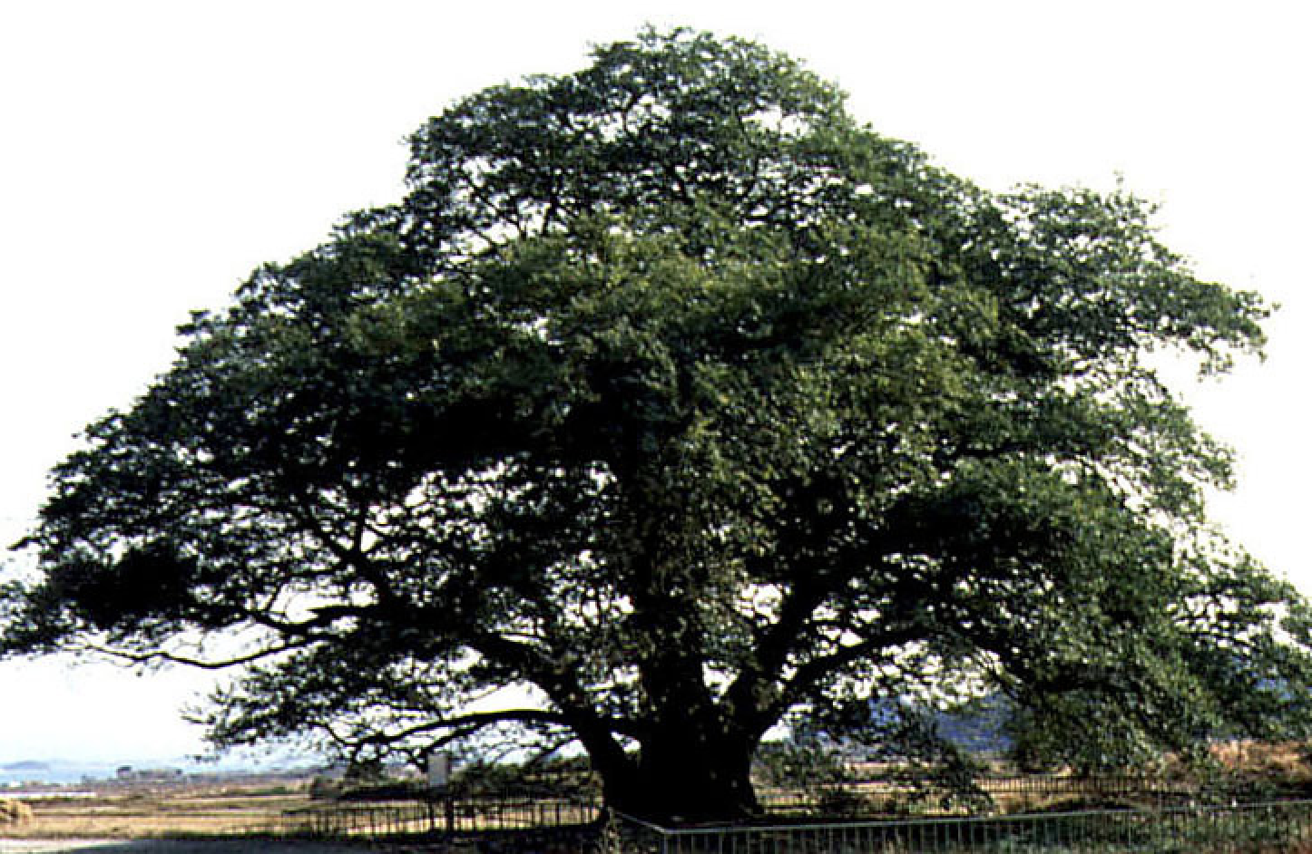 강진 사당리 푸조나무