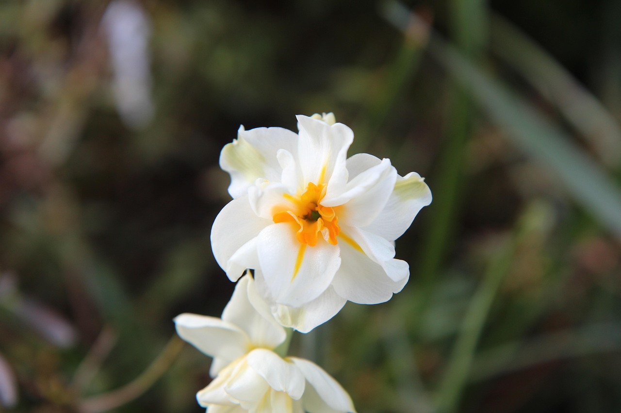 태안 네이처월드 빛축제 꽃정원