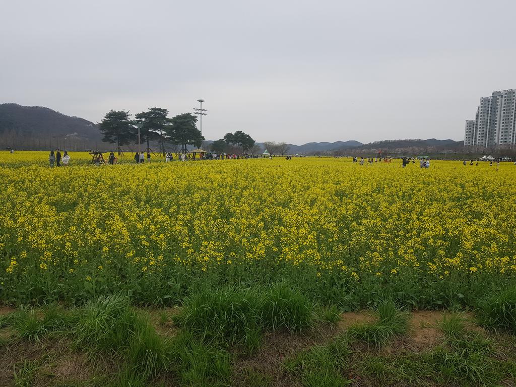 창녕 낙동강 유채꽃 축제 