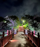 경주 벚꽃 축제